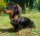 TOPAZ® Bernsteinkette für Hunde  35 cm + 3 cm Verlängerung + Charmanhänger