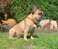 TOPAZ® Bernsteinkette für Hunde  40 cm + 3 cm Verlängerung + Charmanhänger