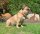 TOPAZ® Bernsteinkette für Hunde  40 cm + 3 cm Verlängerung + Charmanhänger
