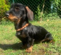 TOPAZ® Bernsteinkette für Hunde  45 cm + 3 cm Verlängerung + Charmanhänger