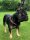 TOPAZ® Bernsteinkette für Hunde  45 cm + 3 cm Verlängerung + Charmanhänger